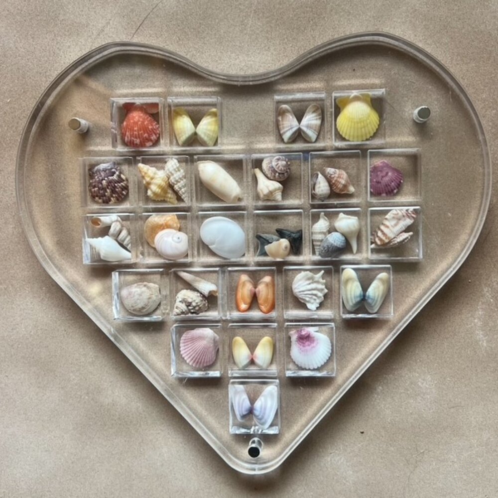Heart-Shaped Seashell Display